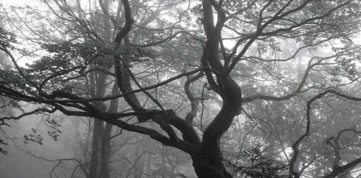 dark vibe. https://t.me/nyulawq