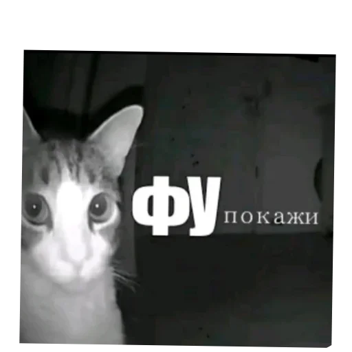 Стикер 🐱 из набора Ультимативный пак бебры