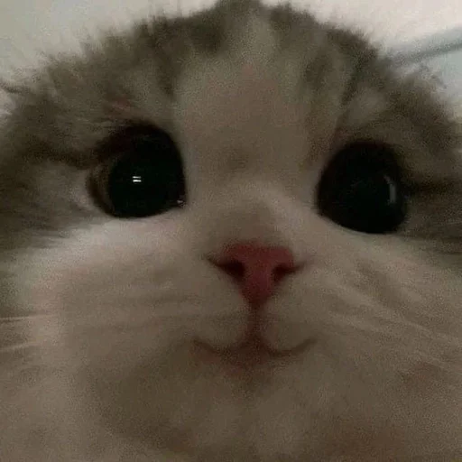Стикер 😺 из набора люблю изо ::