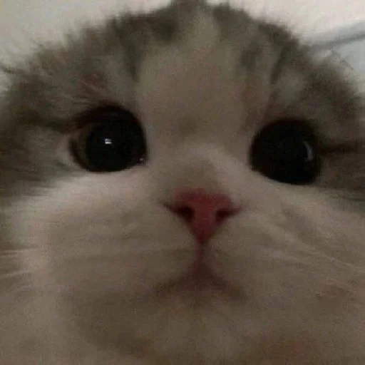 Стикер 😿 из набора люблю изо ::