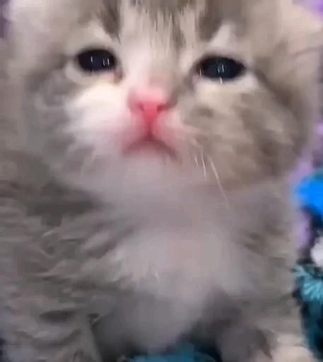 Стикер 😿 из набора люблю изо ::