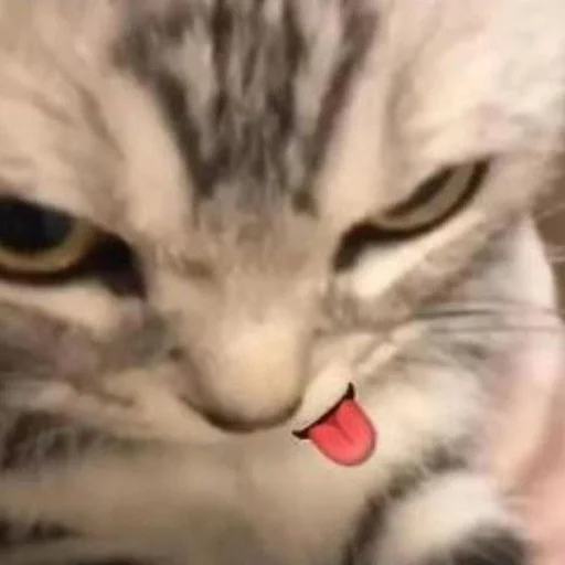 Стикер 😸 из набора люблю изо ::