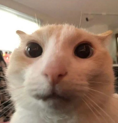 Стикер 😼 из набора люблю изо ::