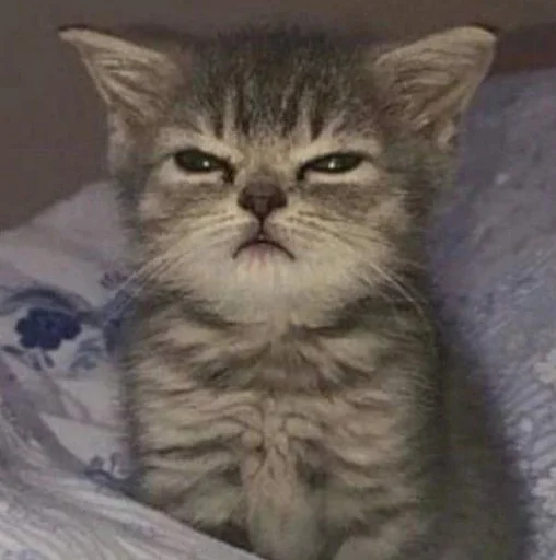 Стикер 😾 из набора люблю изо ::
