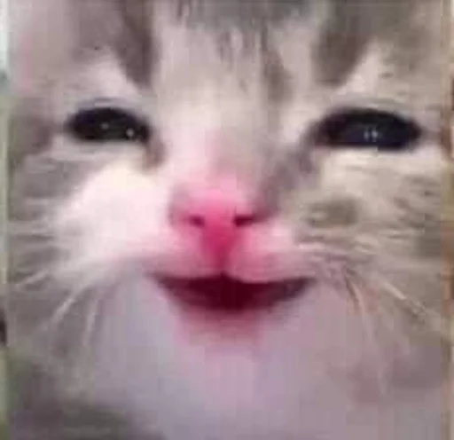 Стикер 😸 из набора люблю изо ::