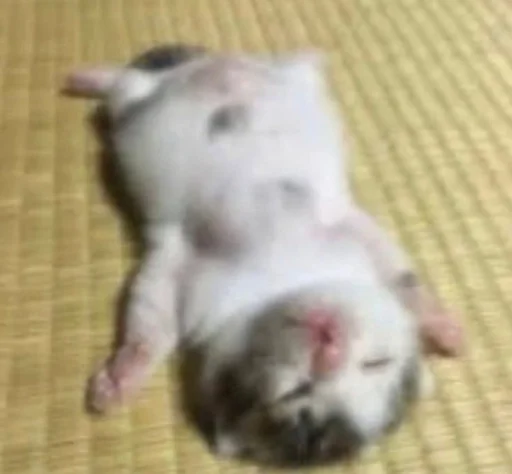 Стикер 😿 из набора люблю изо ::