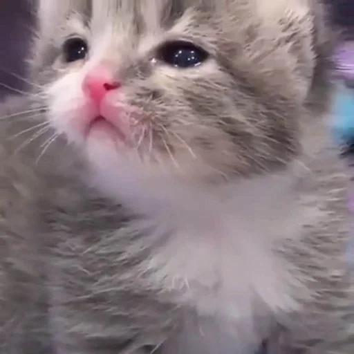 Стикер 😿 из набора люблю изо ::