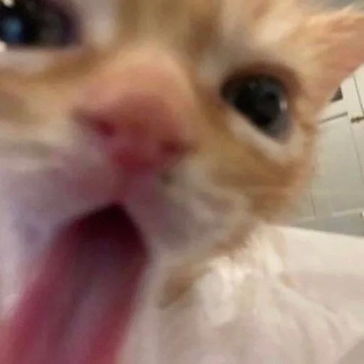 Стикер 😸 из набора люблю изо ::