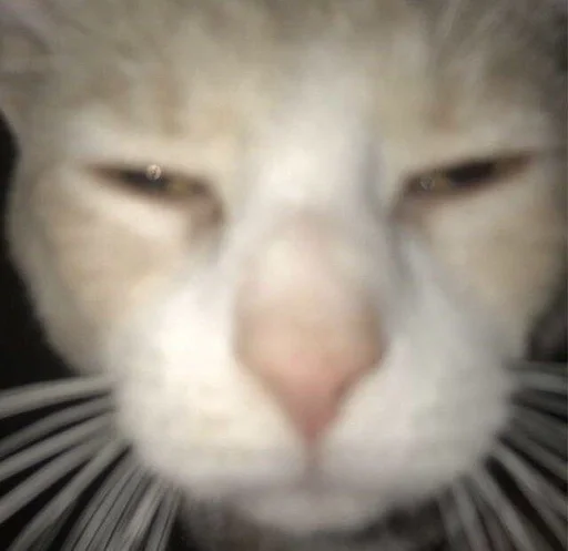 Стикер 😾 из набора люблю изо ::