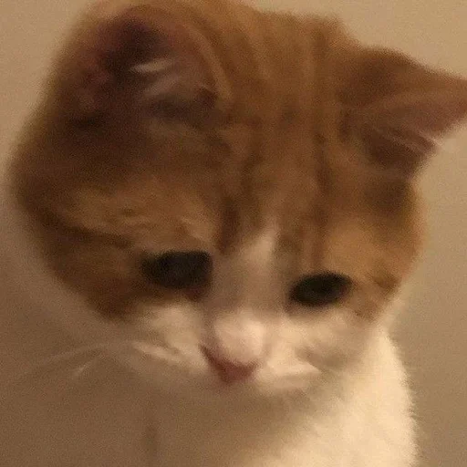 Стикер 😿 из набора люблю изо ::