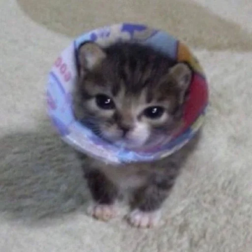 Стикер 😾 из набора люблю изо ::