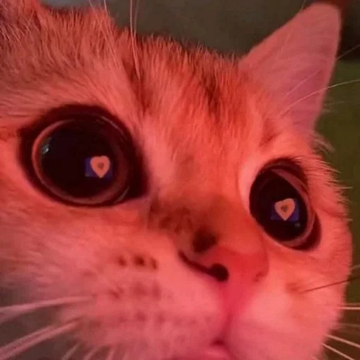 Стикер 😻 из набора люблю изо ::