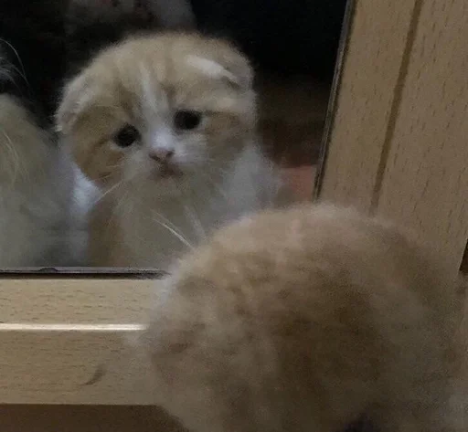 Стикер 😿 из набора люблю изо ::