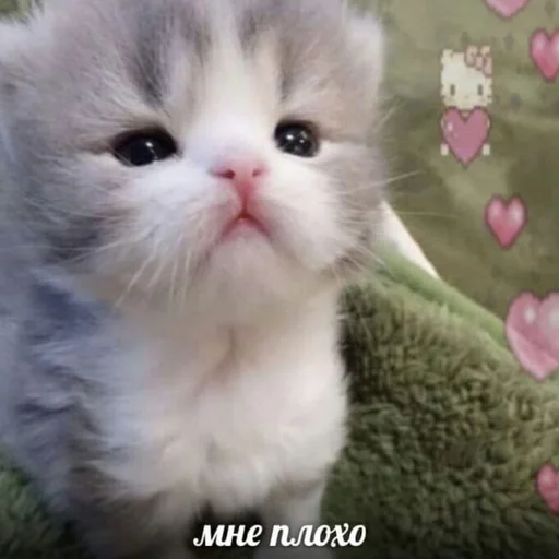 Стикер 😿 из набора люблю изо ::