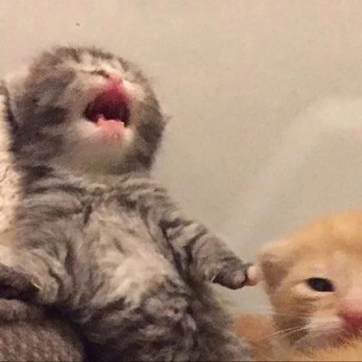 Стикер 🙀 из набора люблю изо ::