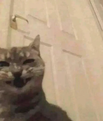 Стикер 😼 из набора люблю изо ::
