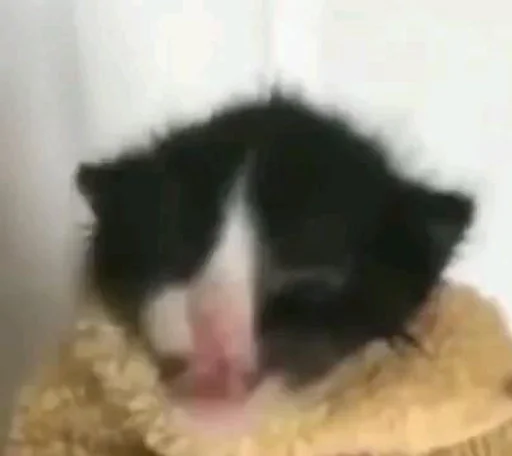 Стикер 😿 из набора люблю изо ::