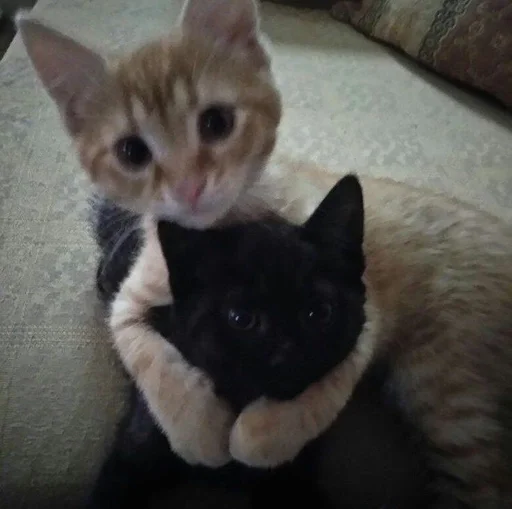 Стикер 😻 из набора люблю изо ::