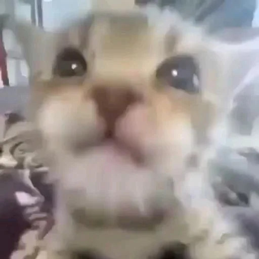 Стикер 😾 из набора люблю изо ::