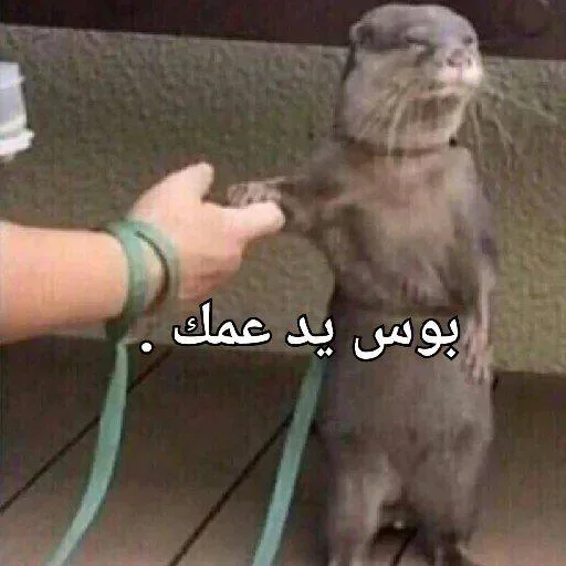Стикер 🫳 из набора البو علي ::