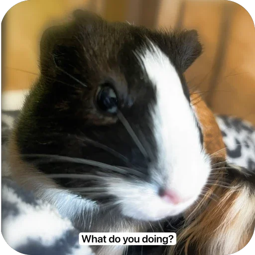 My guinea pigs