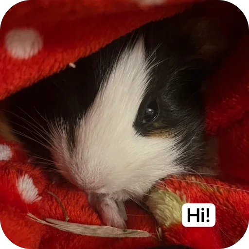 My guinea pigs