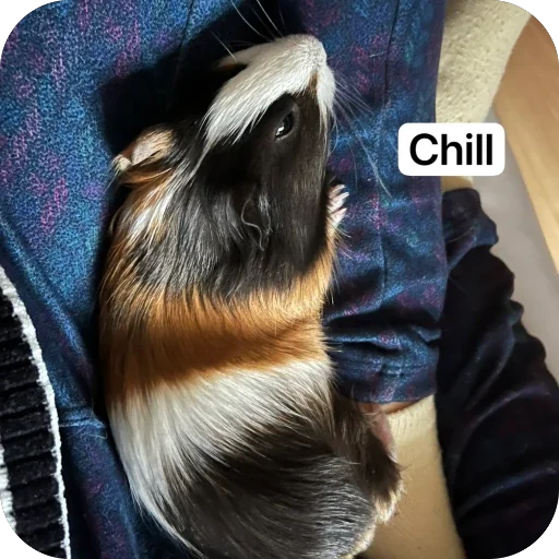 My guinea pigs