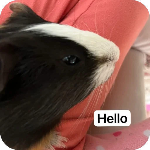 My guinea pigs