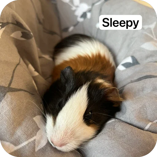 Стикер 🫥 из набора My guinea pigs