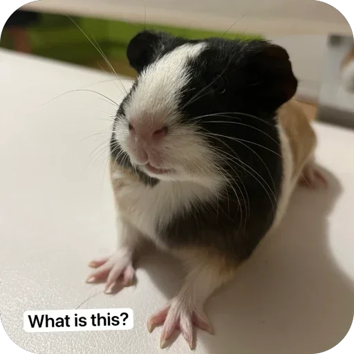 Стикер 🫥 из набора My guinea pigs