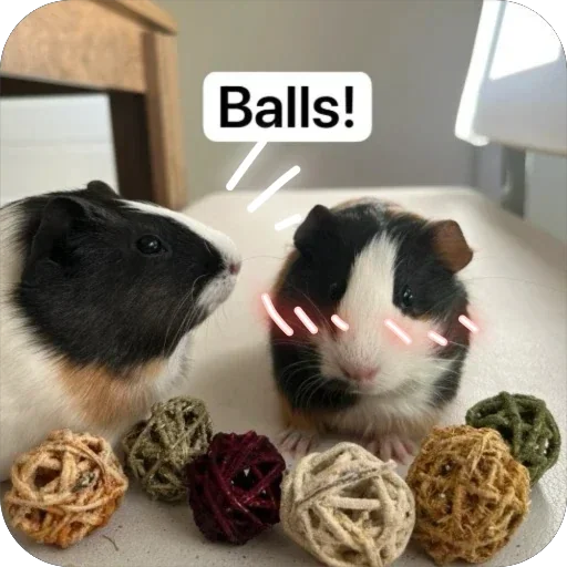 Стикер 🫥 из набора My guinea pigs