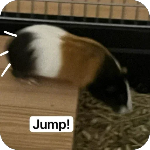 Стикер 🫥 из набора My guinea pigs