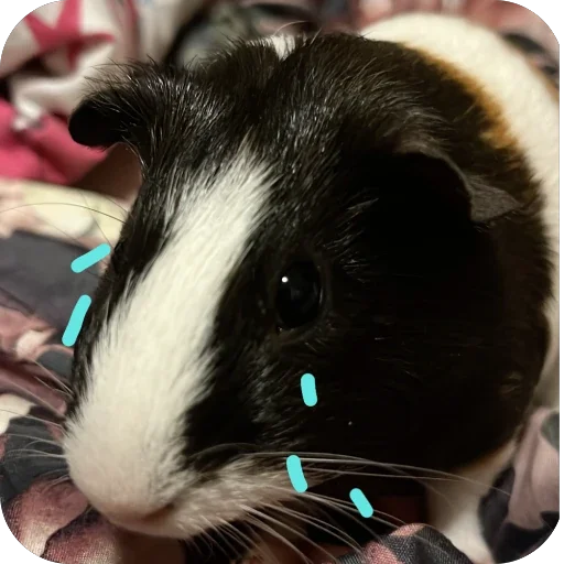 Стикер 🫥 из набора My guinea pigs
