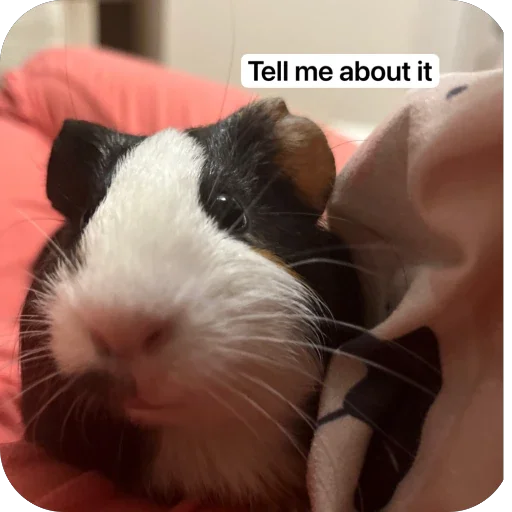 Стикер 🫥 из набора My guinea pigs