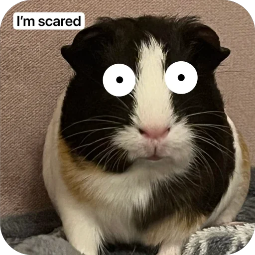 Стикер 🫥 из набора My guinea pigs