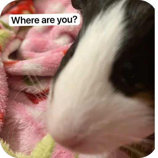 Стикер 🫥 из набора My guinea pigs
