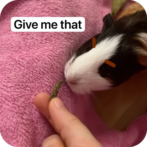 Стикер 🫥 из набора My guinea pigs