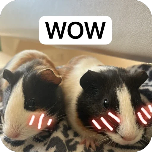 Стикер 🫥 из набора My guinea pigs