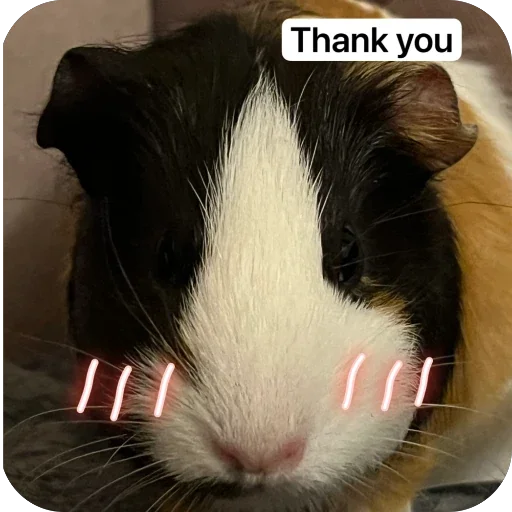 Стикер 🫥 из набора My guinea pigs