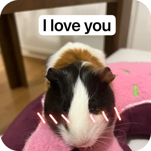 Стикер 🫥 из набора My guinea pigs