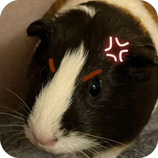 Стикер 🫥 из набора My guinea pigs