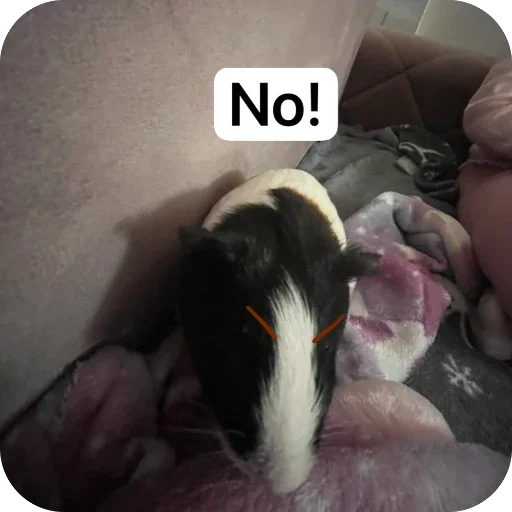 Стикер 🫥 из набора My guinea pigs