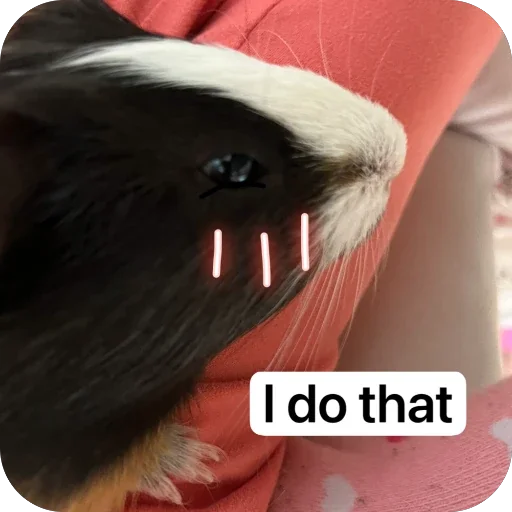 Стикер 🫥 из набора My guinea pigs