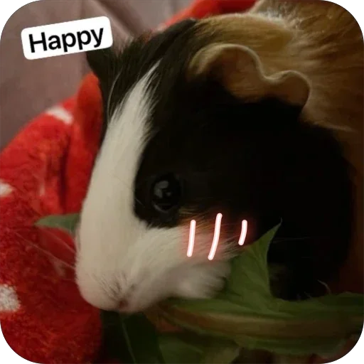 Стикер 🫥 из набора My guinea pigs