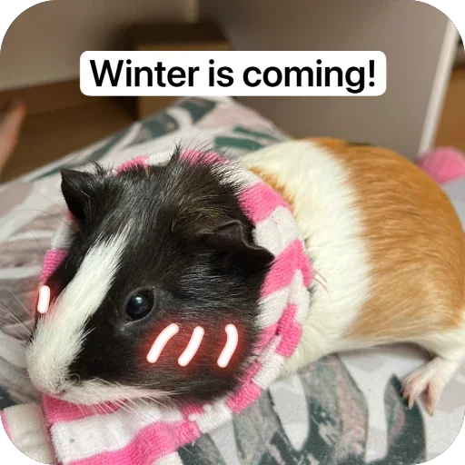Стикер 🫥 из набора My guinea pigs