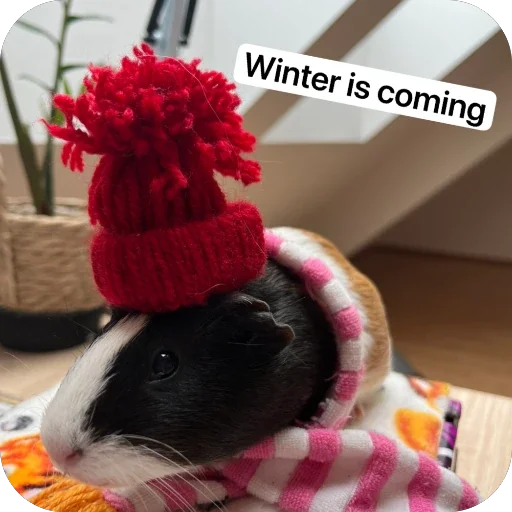 Стикер 🫥 из набора My guinea pigs