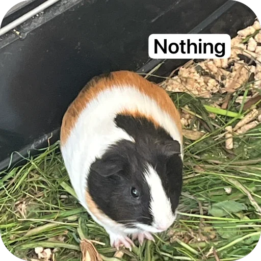 Стикер 🫥 из набора My guinea pigs