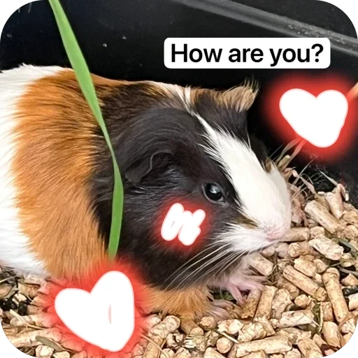 Стикер 🫥 из набора My guinea pigs