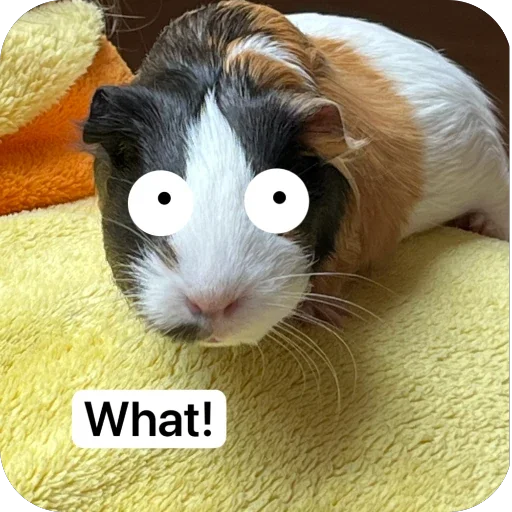 Стикер 🫥 из набора My guinea pigs