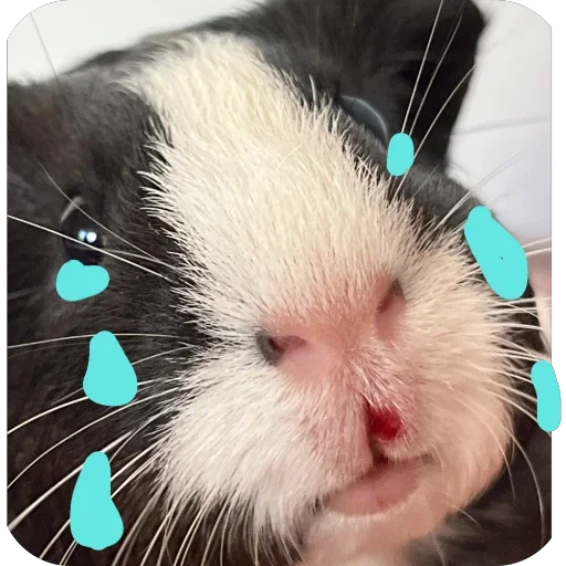Стикер 🫥 из набора My guinea pigs